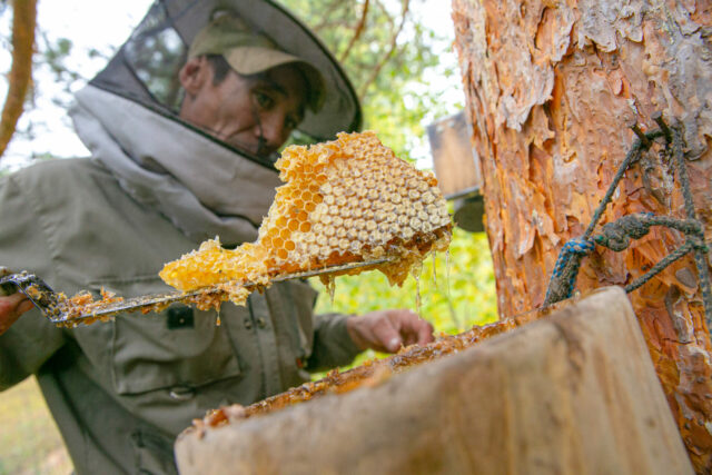 Abejas en el bosque