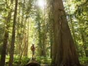 Terapia en la naturaleza Terapia en la naturaleza
