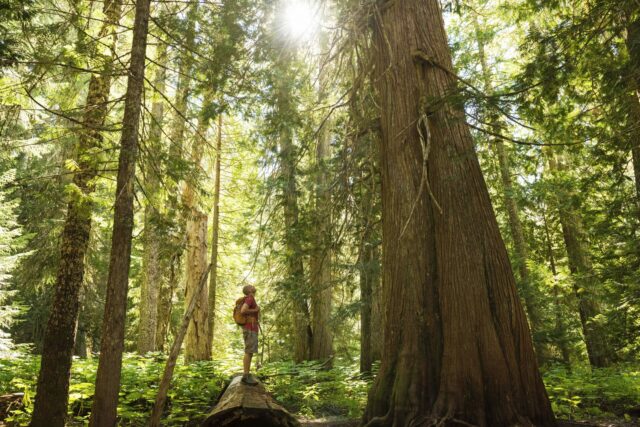 Terapia en la naturaleza