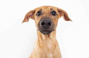 ¿Por qué los perros tienen el hocico húmedo? Revista Selecciones