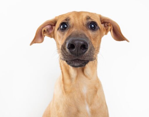 ¿Por qué los perros tienen el hocico húmedo?