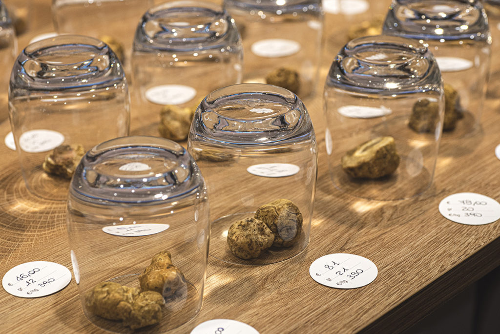 Trufas en la Toscana